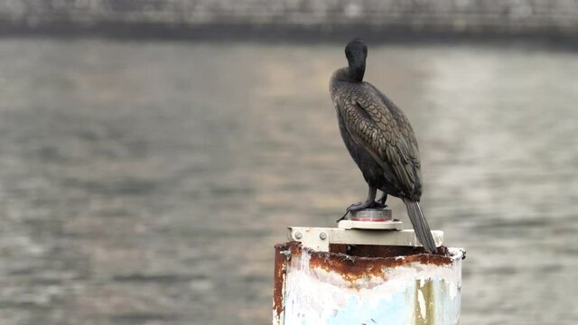 Cormorant sits on a pole, moves and squirts out its cod.