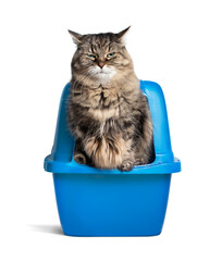 Cat using litterbox. Long hair senior  tabby cat balancing on the edge of the cat toilet with funny...