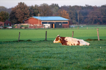 a cow lying in the grass