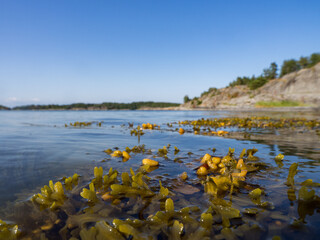 Close up of seaweed floating in the sea