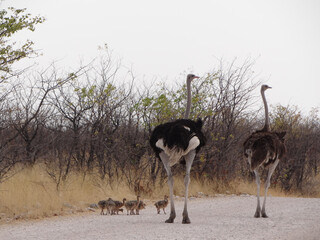 an ostrich family