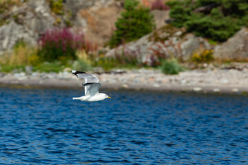 Seagull flying by the rocky shore
