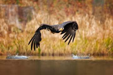 White tailed eagle in flight taken in Czech republic during autumn