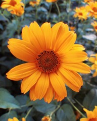 orange flower in the garden