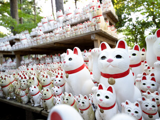 東京都　豪徳寺の招き猫