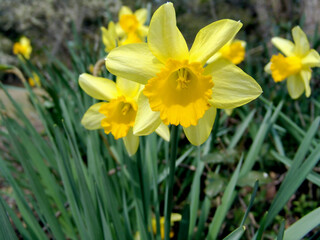 Yellow Daffodils in bloom surrounded by green stems.