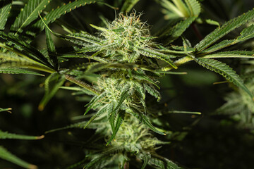 Marijuana leaves and bud, cannabis on a dark background.