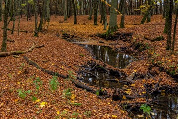 Rezerwat Las Piwnicki jesienią © Michał Rakowski