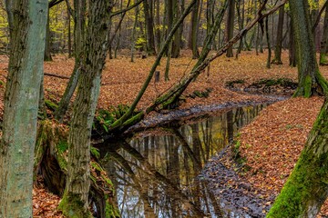 Rezerwat Las Piwnicki jesienią © Michał Rakowski