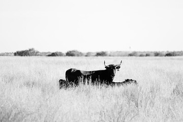 Corriente cow with calves in fall prairie pasture.