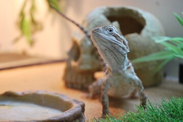 Rankins Dragon Lizard in Vivarium