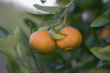 Mandarino con mandarinas listas para coger