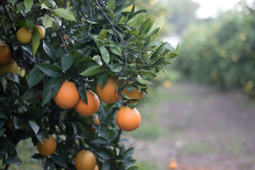Campo de naranjos con naranjas listas para coger