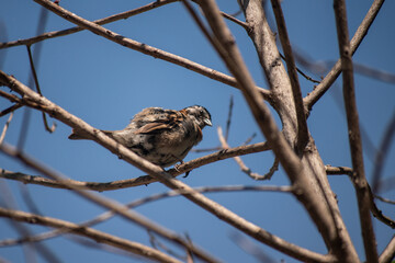 bird on a tree