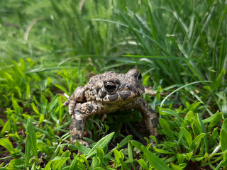 frog in the grass