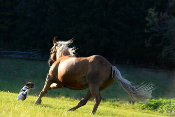 Palomino im Abendlicht mit Hund