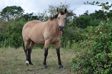 Obraz premium Moody Horse 