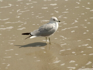 Solitary Seagull standing in the ocean surf on a sunny day.