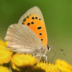 Lycaena phlaeas (Lycaena phlaeoides) - Motyl czerwończyk żarek na kwiatostanie wrotycza (Tanacetum vulgare) - Trójmiejski Park Krajobrazowy									
