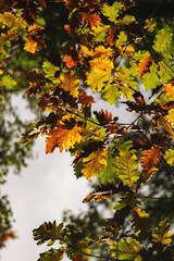 Fototapeta na wymiar Brightful autumn oak leaves on a tree