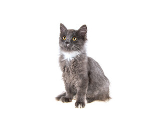 gray kitten on isolated white background