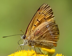 Obraz na płótnie Canvas Lycaena phlaeas (Lycaena phlaeoides) - Motyl czerwończyk żarek na kwiatostanie wrotycza (Tanacetum vulgare) - Trójmiejski Park Krajobrazowy 