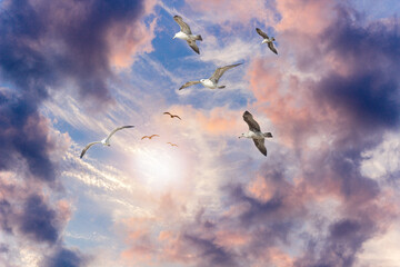 Seagulls Colorful Cloudy Sky