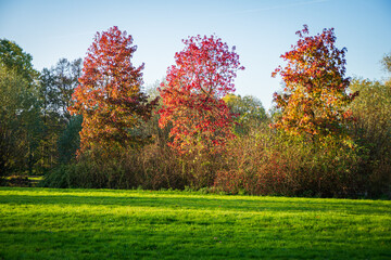 Beautiful romantic park with colorful trees and sunlight, autumn natural background, South Holland