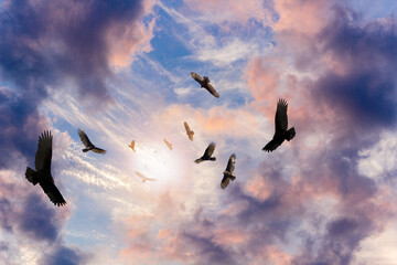 Menacing Circling Turkey Vultures