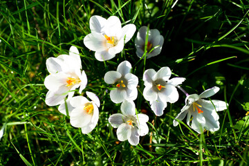 White crocus flowers with orange pistils on a green lawn in winter.