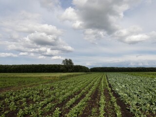 Fototapeta na wymiar Rural landscape with green fields under cloudy sky, Pomeranian Province, Poland