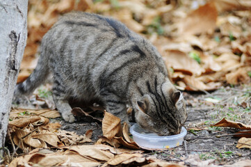 Cat eating in a forest with fallen leaves