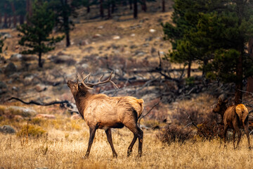 Male elk in the fall meadows of the Rocky Mountain Natinal Park Colorado