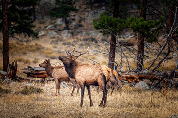 Naklejka na ściany i meble Male elk in the fall meadows of the Rocky Mountain Natinal Park Colorado