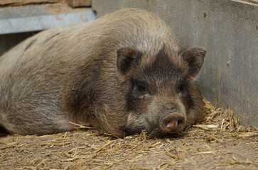 Resting purebred pigs.