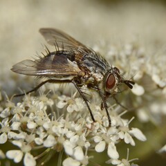 Linnaemya sp. - Muchówka z rodziny rączycowatych (Tachinidae   Larvaevoridae) - Trójmiejski Park Krajobrazowy           © Chalkon