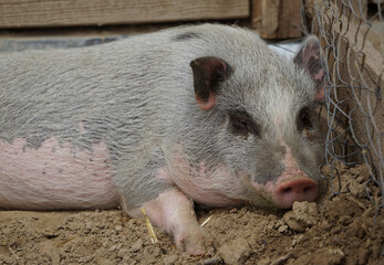 wild boar in the farm