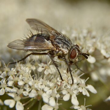 Linnaemya sp. - Much&oacute;wka z rodziny rączycowatych (Tachinidae = Larvaevoridae) - Tr&oacute;jmiejski Park Krajobrazowy									
