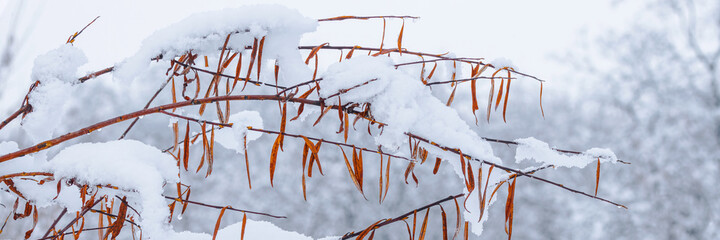 Snow on the branches of trees and bushes after a snowfall. Beautiful winter background with snow-covered trees. Autumn leaves on plants in a forest park. Cold snowy weather. Cool texture of fresh snow