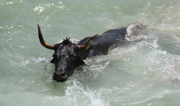 toro bravo espa&ntilde;ol