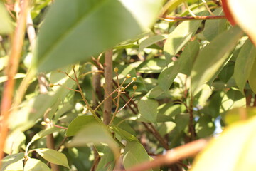 Shaded Green Bush