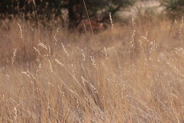 Dried Grass in Field