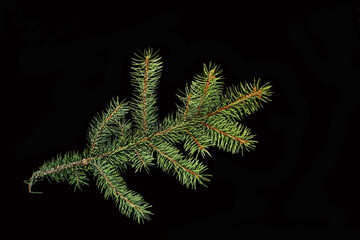 A sprig of green spruce isolated on a white background
