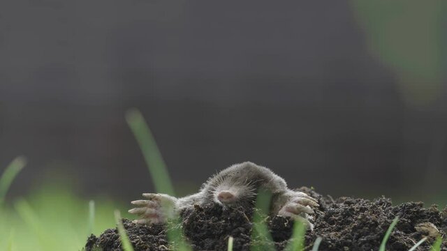 Mole digging the soil and destroying the garden