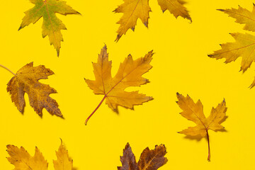 Artistic pattern with bright autumn leaves on yellow background. Fall concept. Natural design elements.