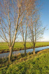 Three bare trees on the edge of a polder ditch. The branches contrast against the bright blue sky. The photo was taken on a beautiful autumn day in the Dutch Alblasserwaard region.