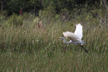 snowy egret in flight