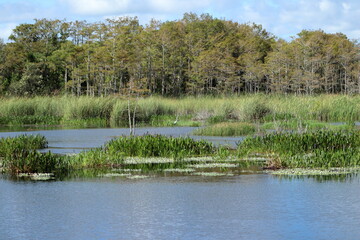 landscape in the wetlands