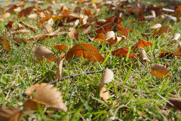落ち葉が散乱する公園の芝生
