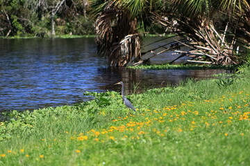 blue heron in the marsh 
